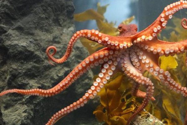 Кракен сайт официальный kraken clear com