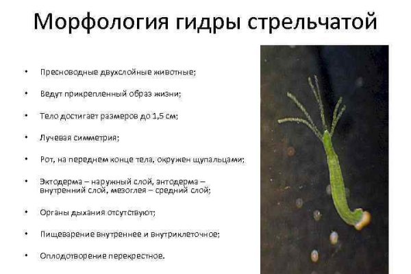 Кракен магазин даркнет